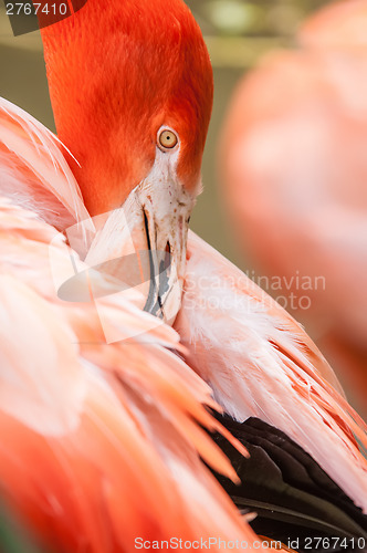 Image of pink flamingo at a zoo in spring