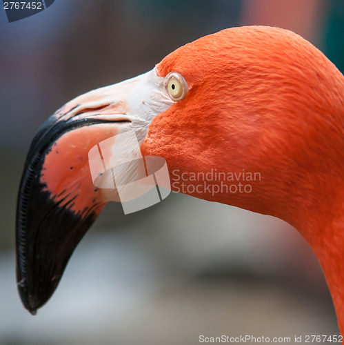 Image of pink flamingo at a zoo in spring