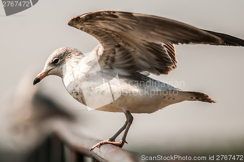 Image of seagull standing on rail
