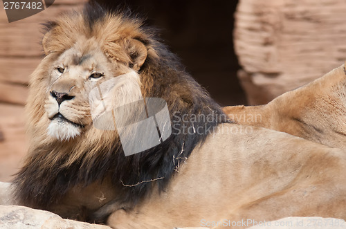 Image of Lion, portrait of the king of beasts