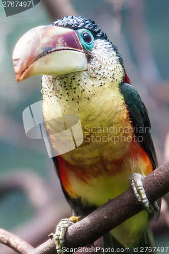 Image of hornbill bird portrait closeup