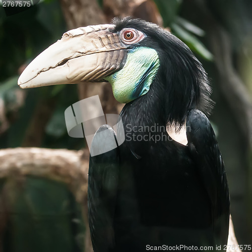 Image of hornbill bird portrait closeup