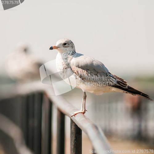 Image of seagull standing on rail