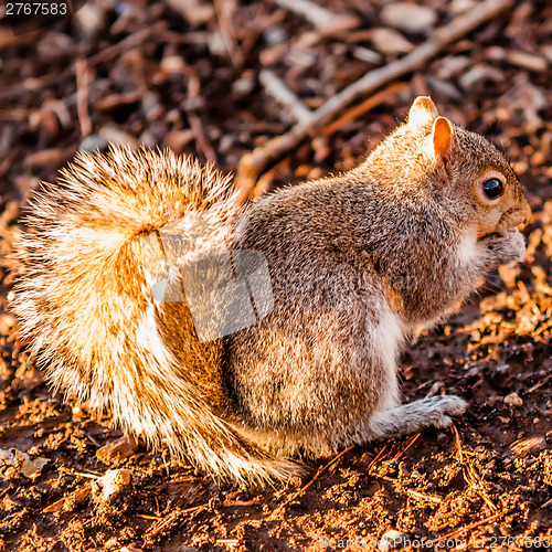 Image of squirrel eating crunchy pinecorn on ground