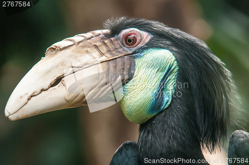 Image of hornbill bird portrait closeup