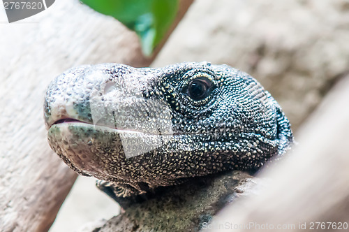 Image of dragon lizzard portrait closeup