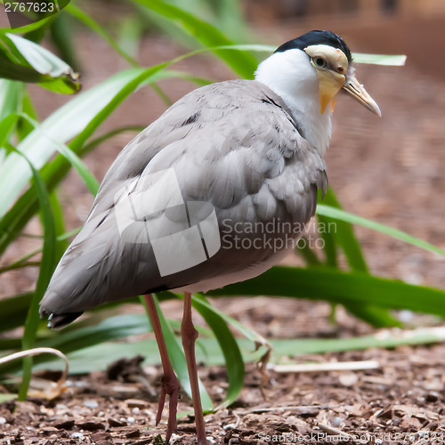 Image of The Masked Lapwing (Vanellus miles),previously known as the Mask