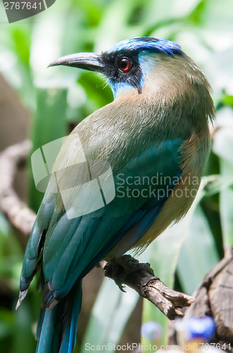 Image of exotic blue cyan bird