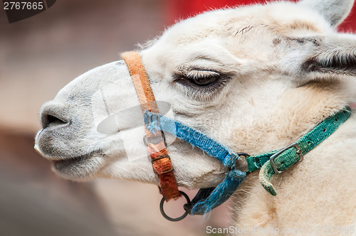 Image of portrait odf a lama on a farm