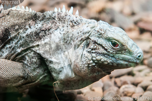 Image of dragon lizzard portrait closeup
