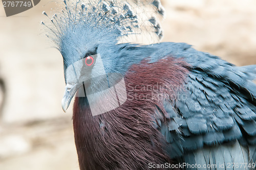 Image of Exotic Bird (Goura Victoria)