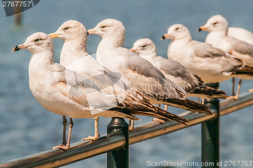 Image of seagull standing on rail