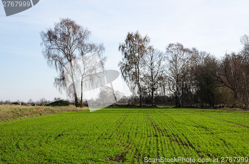 Image of Green corn field