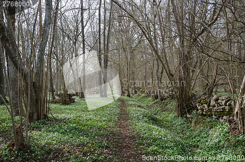 Image of Winding springtime footpath 