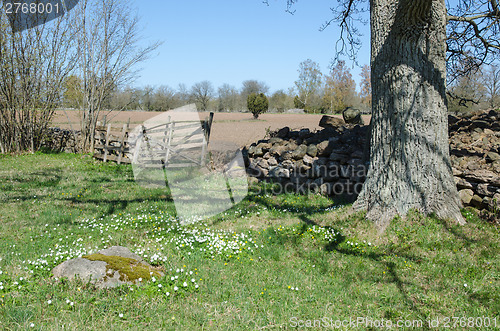 Image of Rural springtime