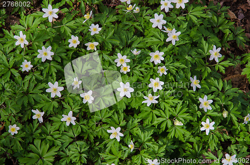 Image of Windflowers Floor