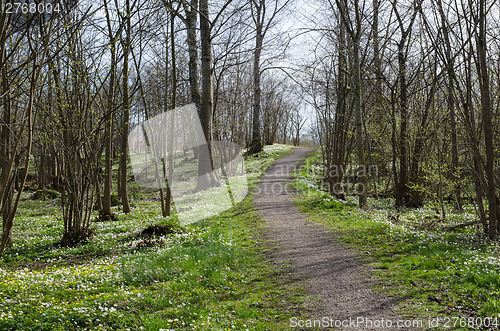 Image of Springtime forest view