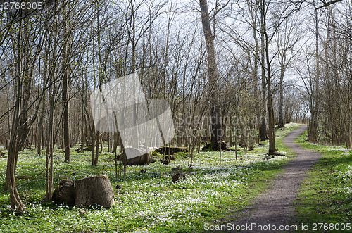 Image of Footpath surrounded of wood anemones