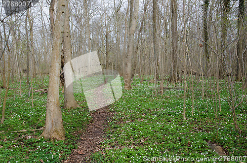 Image of Springtime footpath