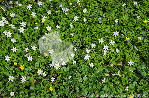 Image of Carpet of springflowers