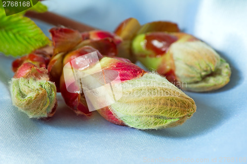 Image of Young growing leaves on a chestnut branch.