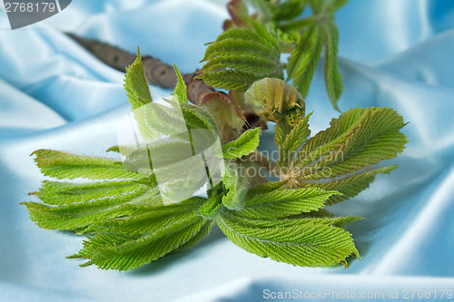 Image of Young growing leaves on a chestnut branch.