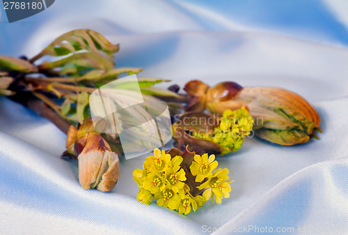 Image of Young growing leaves on a chestnut branch.