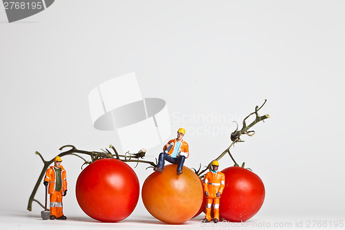 Image of Miniature people in action with tomatoes