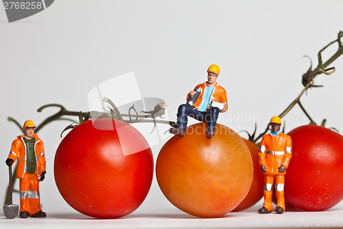 Image of Miniature people in action with tomatoes