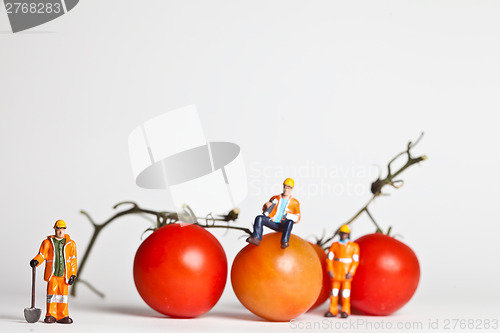 Image of Miniature people in action with tomatoes