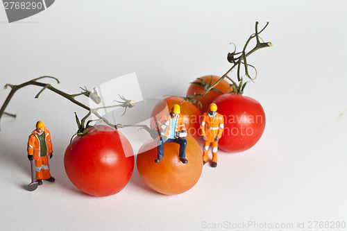 Image of Miniature people in action with tomatoes