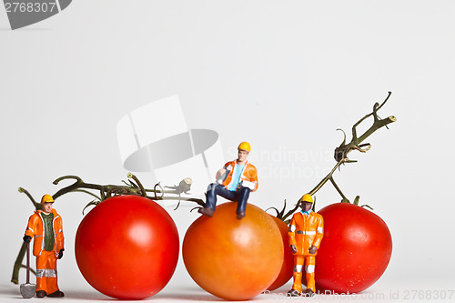 Image of Miniature people in action with tomatoes