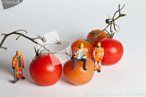 Image of Miniature people in action with tomatoes