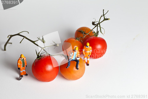 Image of Miniature people in action with tomatoes