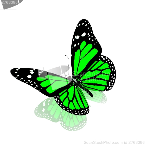 Image of Butterfly