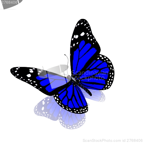 Image of Butterfly