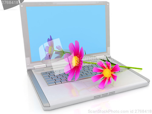 Image of cosmos flower on laptop