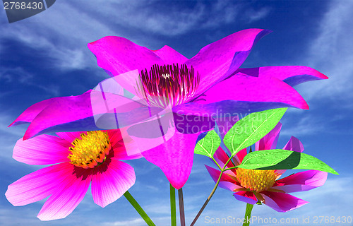 Image of Beautiful Cosmos Flower