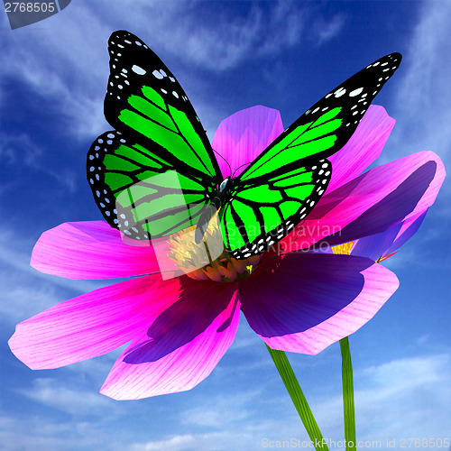 Image of Beautiful Cosmos Flower and butterfly