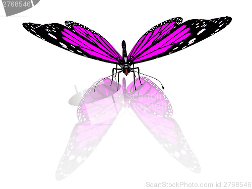 Image of Butterfly