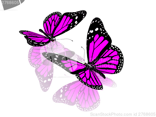 Image of Butterfly