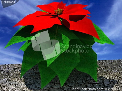 Image of Beautiful poinsettia Flower