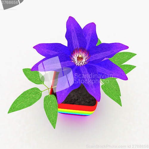 Image of Clematis a beautiful flower in the colorful pot