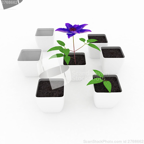 Image of Clematis a beautiful flower in the white pot