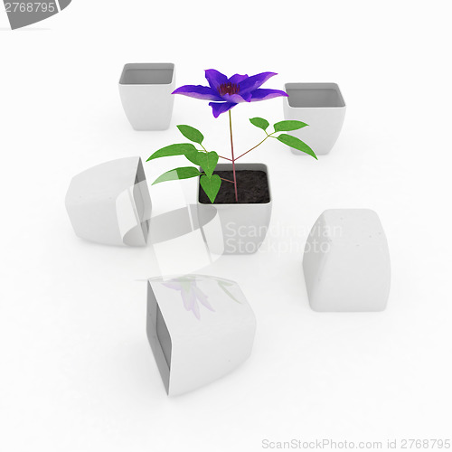 Image of Clematis a beautiful flower in the white pot