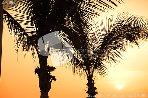 Image of Palm and sunset
