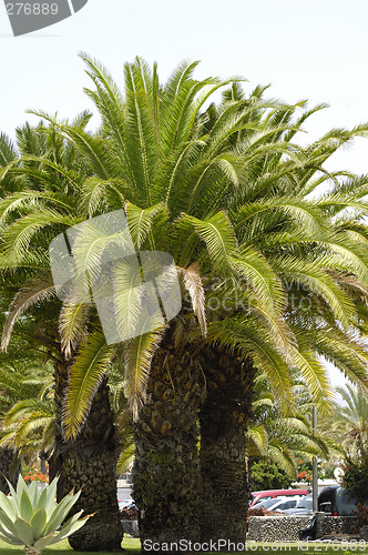 Image of Palms