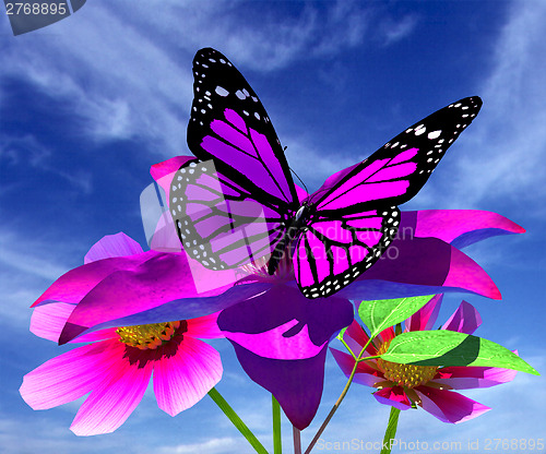 Image of Beautiful Cosmos Flower and butterfly