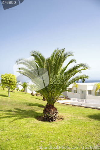 Image of Palm in garden