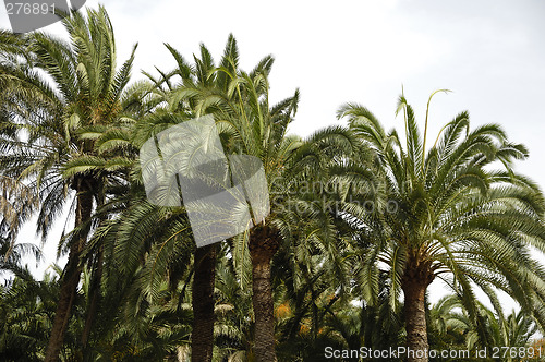 Image of Palm forest